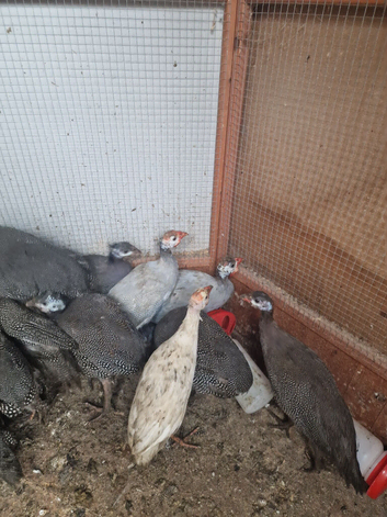 Beautiful pullets 5months old guinea fowl