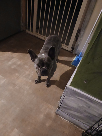Frenchie for sale