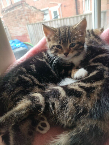 Adorable Kittens &pound;80