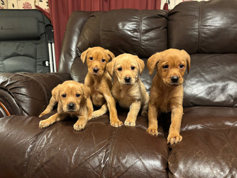 Chunky Labrador Girl Pups
