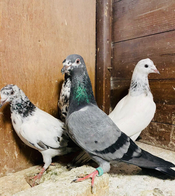 Pigeons Pakistani highflying