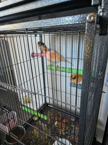 Harlequin canaries