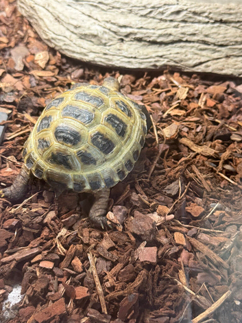 Horsefields Tortoise juvenile 100mm and bigger