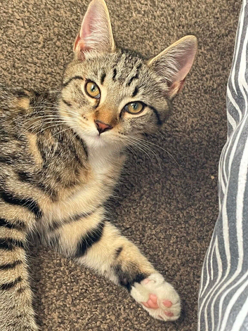 Maine coon/ domestic kitten