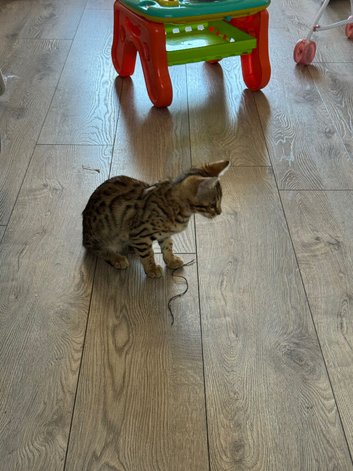 Bengal kitten