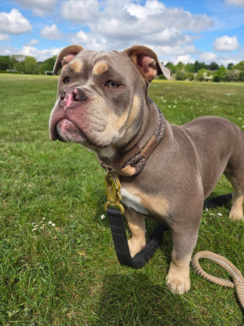 Phoebe is looking for new home
