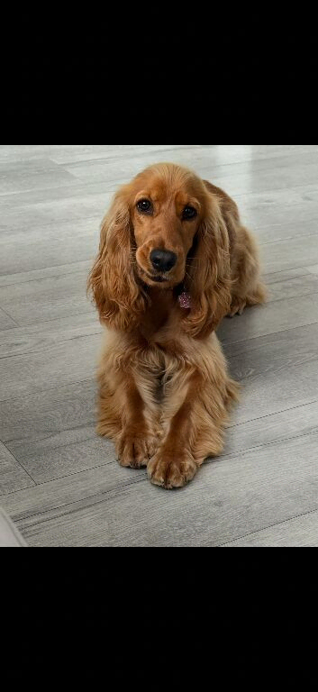 Cocker Spaniel girl