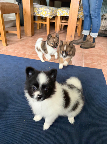 Adorable Pomchi Puppies For Sale