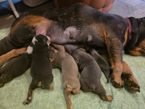 Absolutely  adorable  English  bulldog  baby's for sale