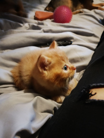 British shorthair cross kittens for sale