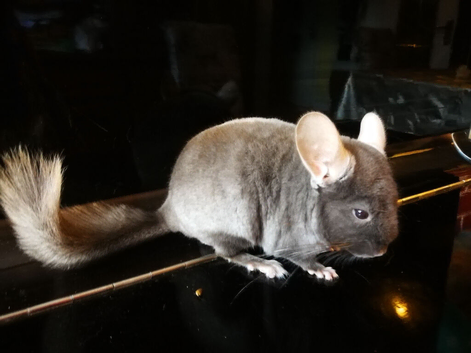 CHINCHILLA BABY 3 MONTHS OLD FOR SALE NOW FELTHAM TW13, MIDDLESEX