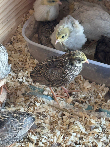 Button Quail