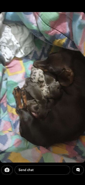 Dachshund puppys