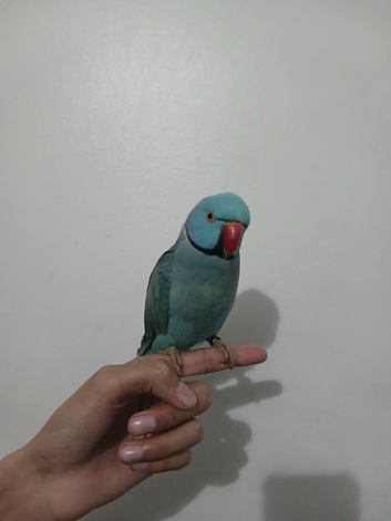 Male indian ringneck