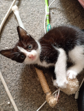 Female cute kitten for sale in Bradford.