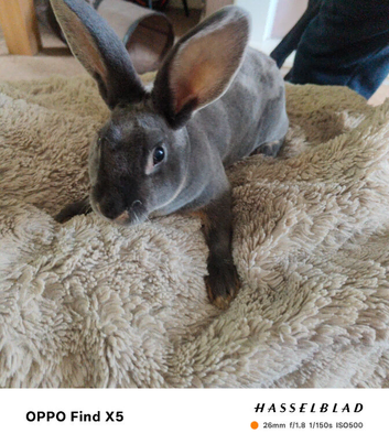 Beautiful mini Rex female