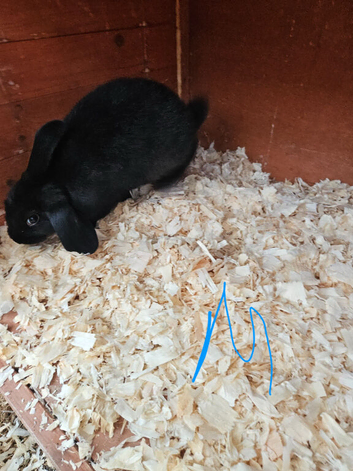 Mini lop x american blue