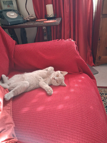 BSH BEAUTIFUL LILAC FEMALE