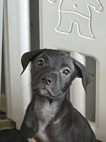 Stunning girl