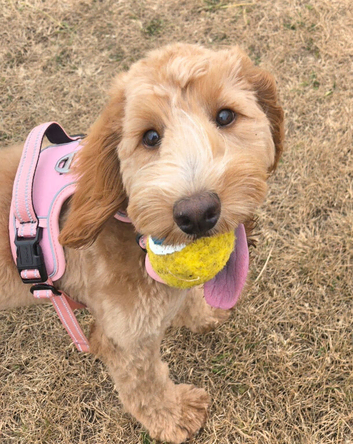 Beautiful female 8 months for sale.