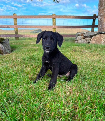 Gorgeous Cocker Spaniel x Collie puppy