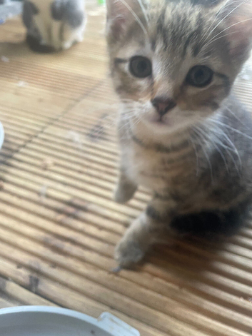 Tabbies and black and white kittens