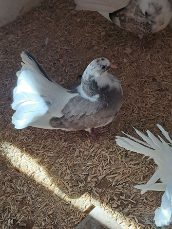 4 young fantails