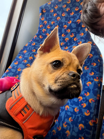 Frug bitch