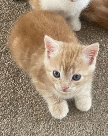 Update only 1 ginger boy left/ 4 Beautiful Kittens Looking for Loving Homes