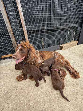 For sale genetically clear cockapoo