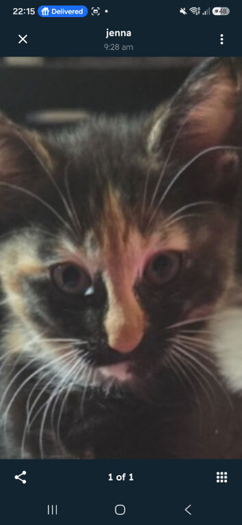 Two kittens for sale