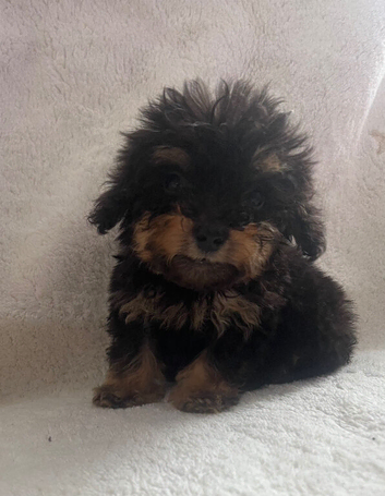 Adorable cockapoo puppies for sale