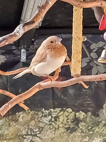 Bengalese finch