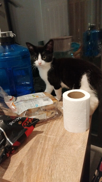 Female tuxedo