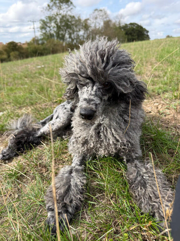 9 month toy poodle boy