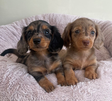 Mini Long hair Dachshund puppies