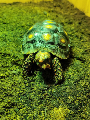 Red foot tortoise with vivarium 3 years old