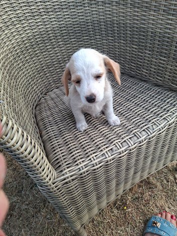 Jackapoo puppies for sale