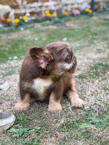 **EXOTIC FRENCH BULLDOG PUPS**