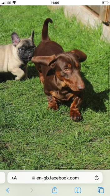 Amazing miniature dachshund stud.