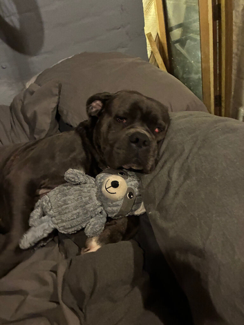 Cane corso puppy for rehoming