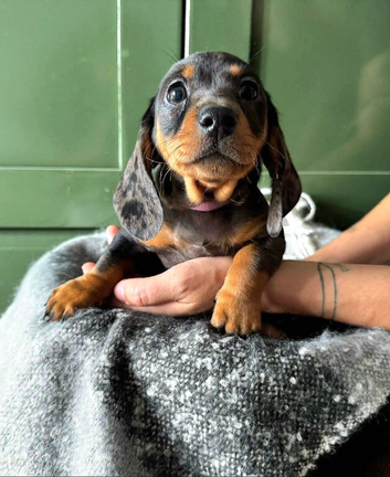 Stunning Standard Datchhound puppies READY TO GO