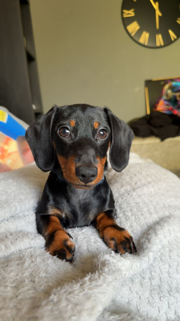 Dachsund for sale - Rochdale