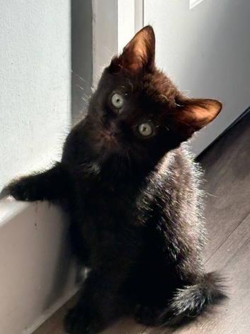 9 week old kittens black