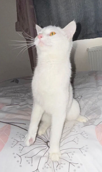 Kitten
