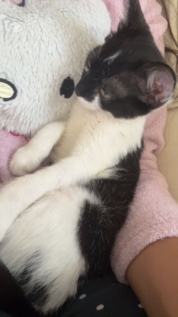 Tuxedo female kitten