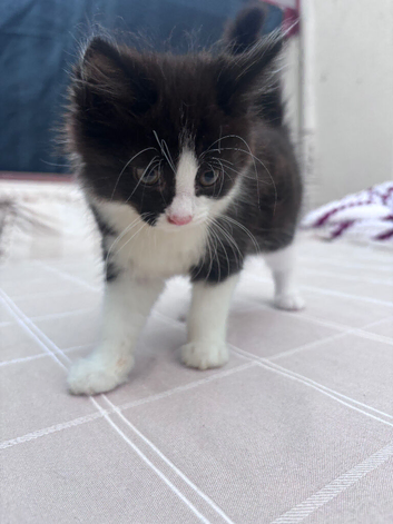 Beautiful tuxedo kitten