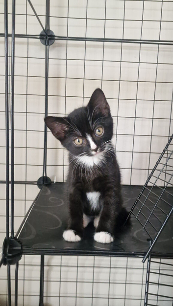 Male Kitten