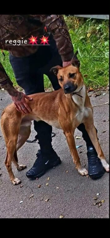 Australian Cattle x Greyhound for Stud!