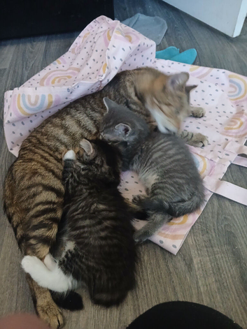 3 kittens for sale 100 each